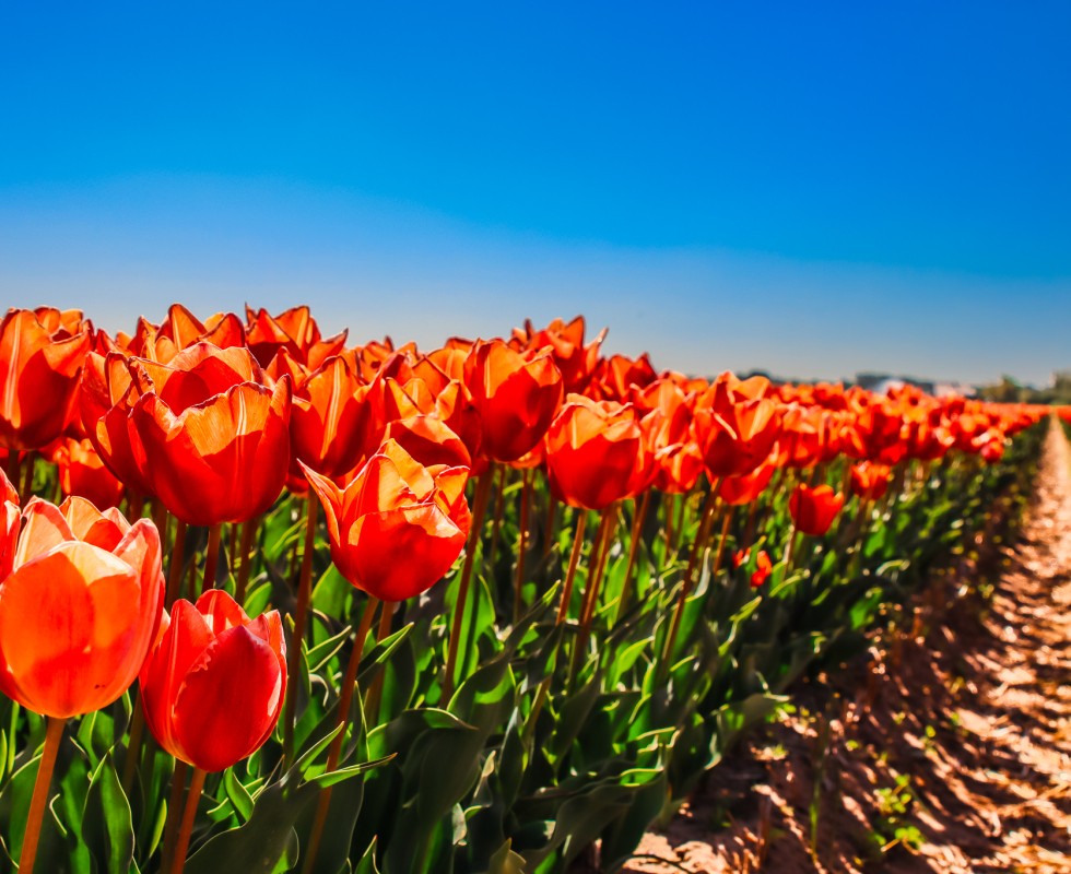 Voorjaar_tulpen (2).jpg